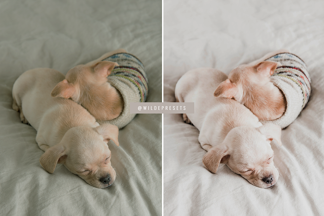 The Lifestyle Pet Preset Collection