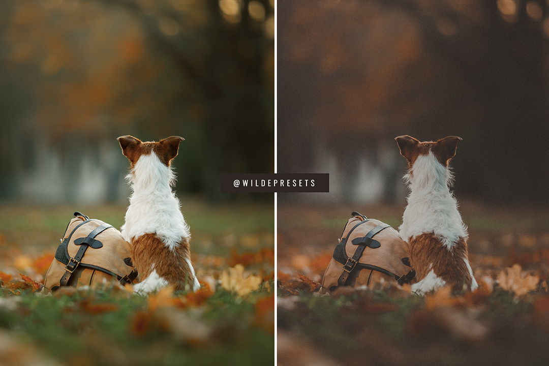 The Matte Film Preset Collection